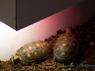 Kolenbranderschildpad - De Zonnegloed - Dierenpark - Dieren opvangcentrum - Sanctuary